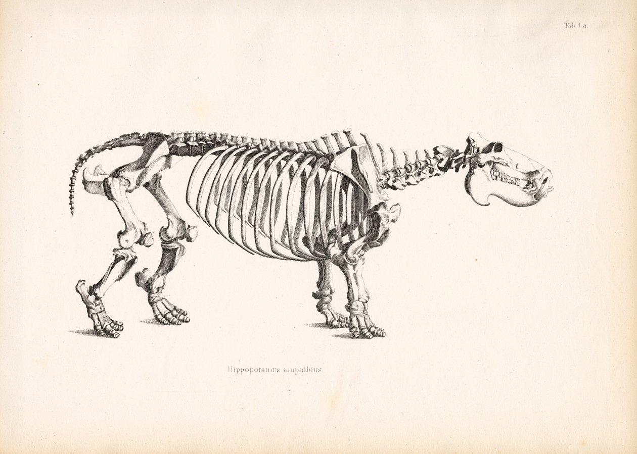 Anatomie skelet nijlpaard door Conrad Kull