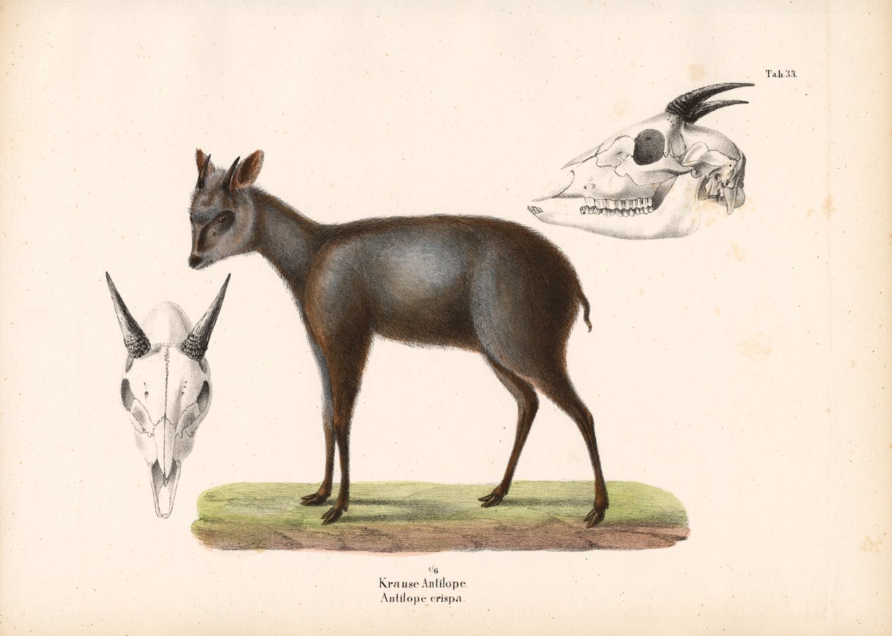 Impala met schedelvoorstellingen door Conrad Kull