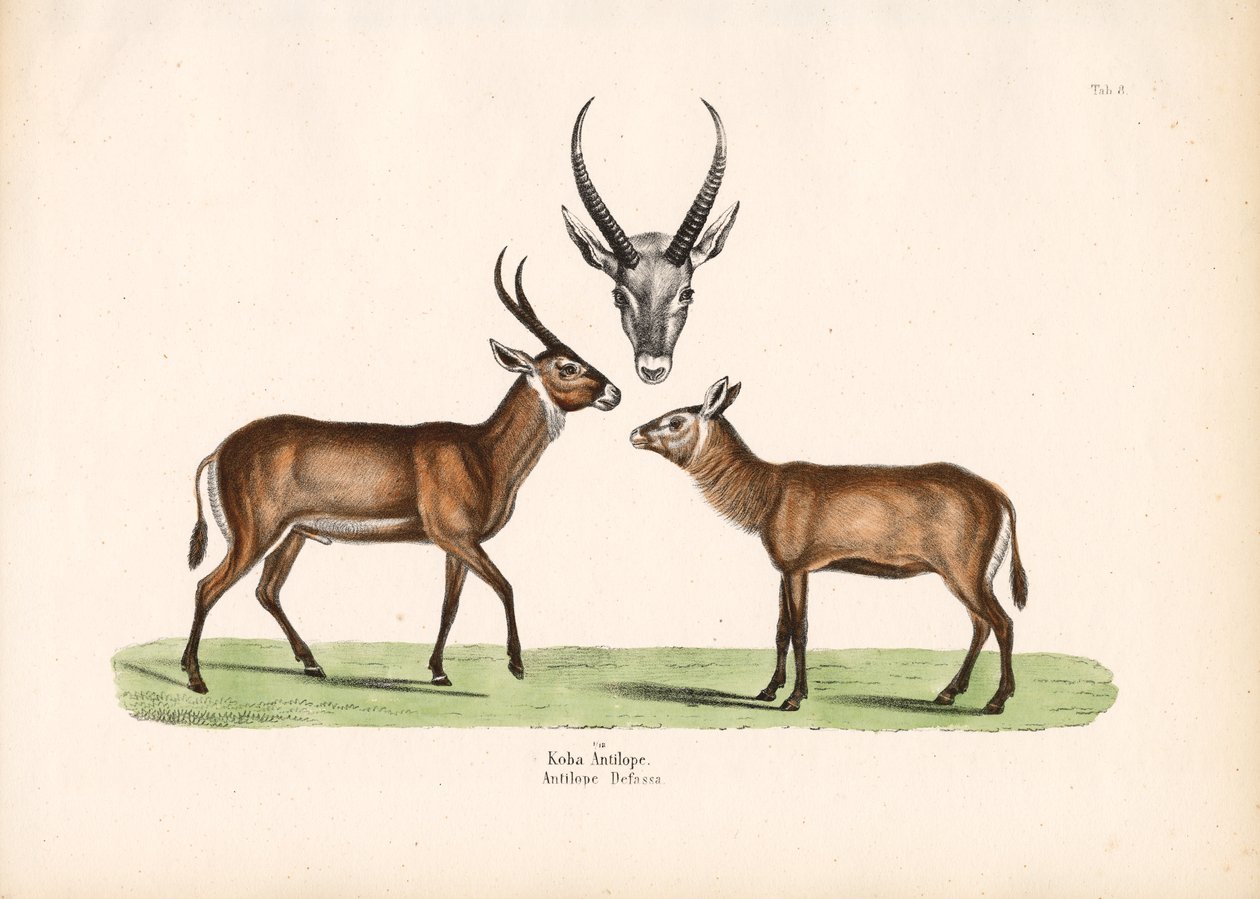 Koba Antilope door Conrad Kull