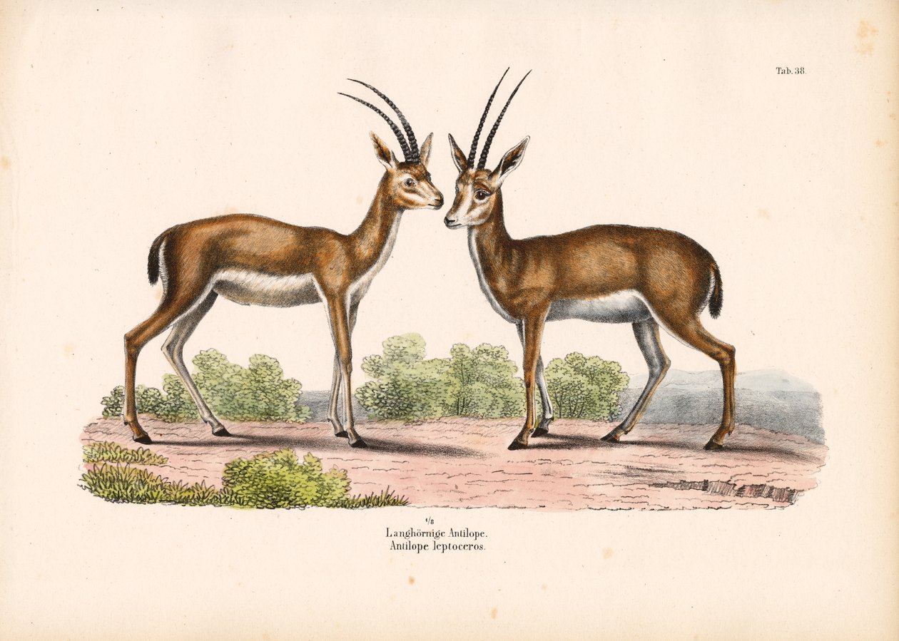 Langhoornige antilope in savannelandschap door Conrad Kull