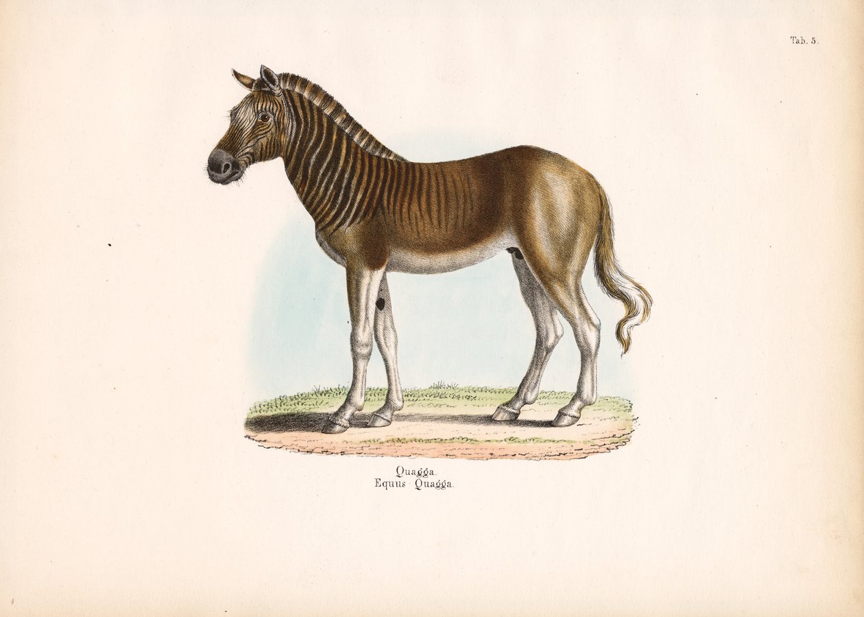 Quagga door Conrad Kull