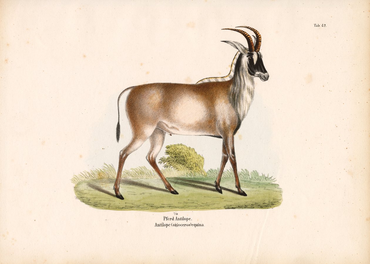 Roan antilope door Conrad Kull