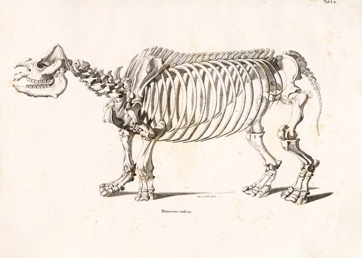 Skelet van de Indische neushoorn door Conrad Kull