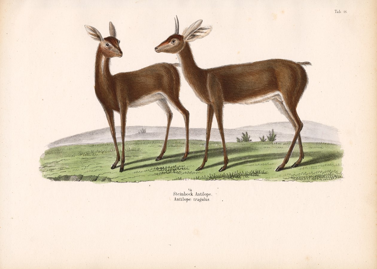 Steenbok door Conrad Kull