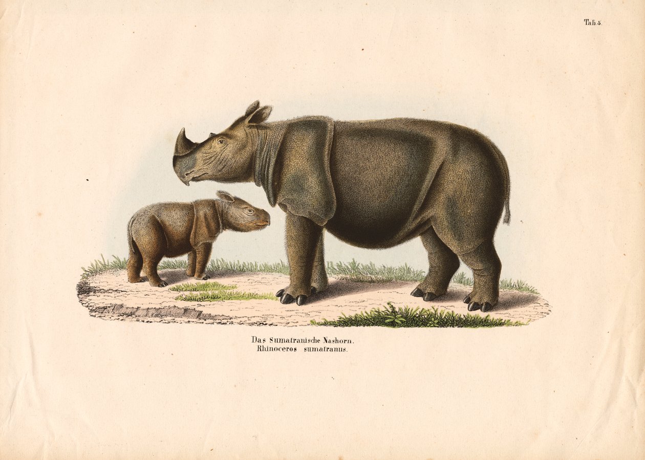 Sumatraanse neushoorn met kalf door Conrad Kull