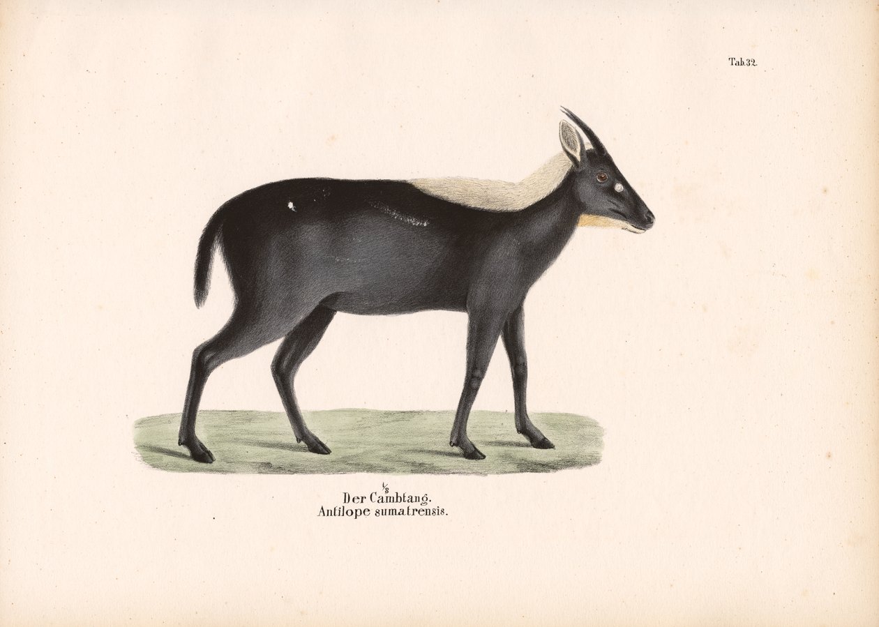 De Sumatraanse Serow door Conrad Kull
