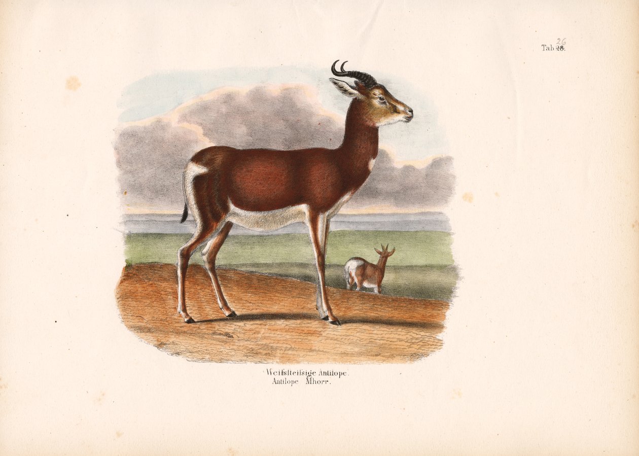 Wit omcirkelde antilope door Conrad Kull
