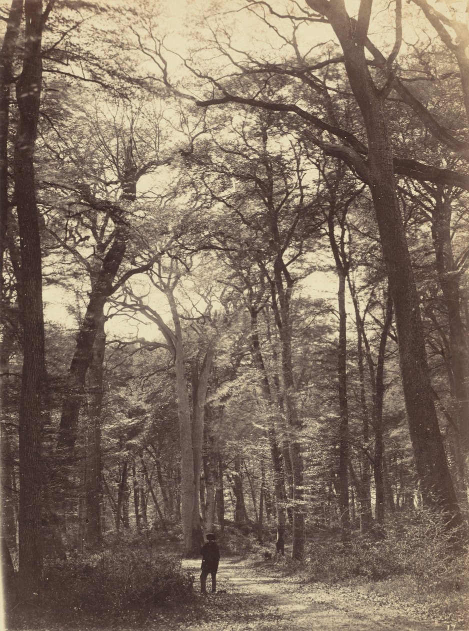 Bosgezicht,c. 1865 (foto) door Constant Alexandre Famin