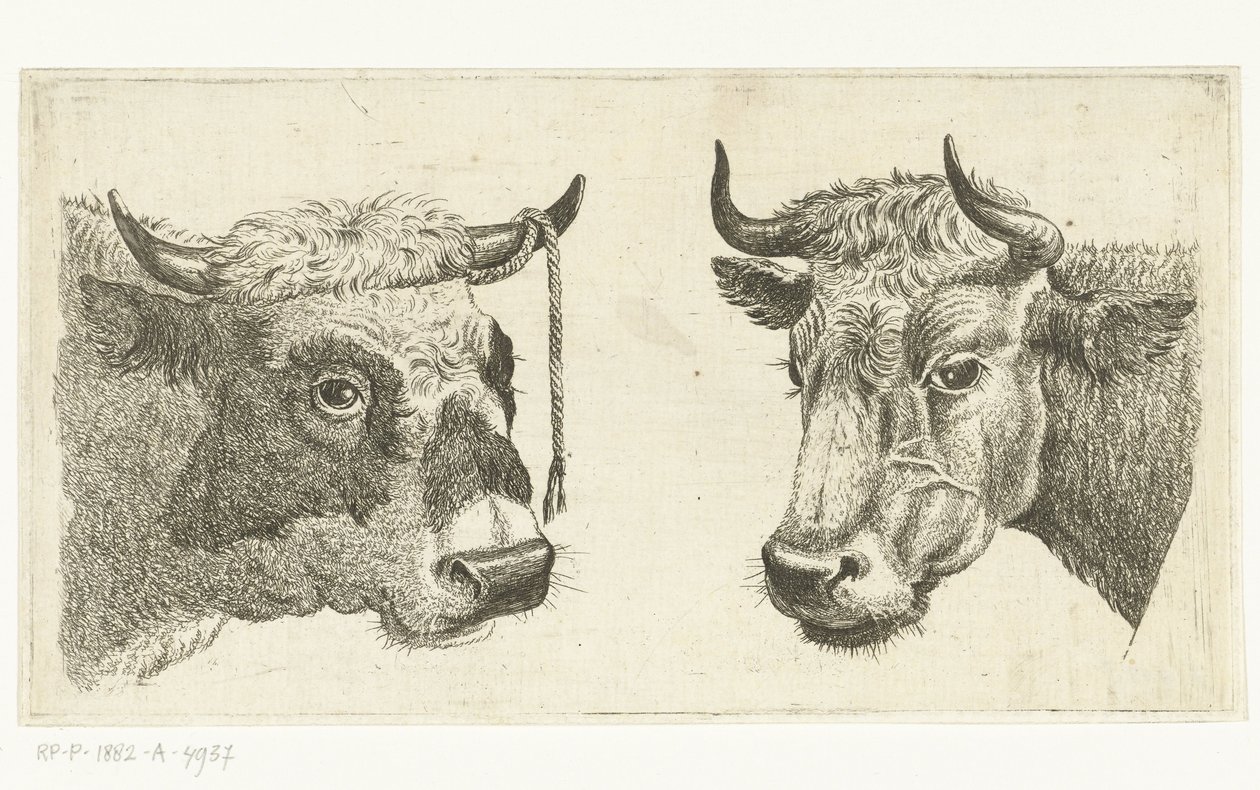 Kop van stier met touw aan horen en kop van koe door Cornelis  Bisschop