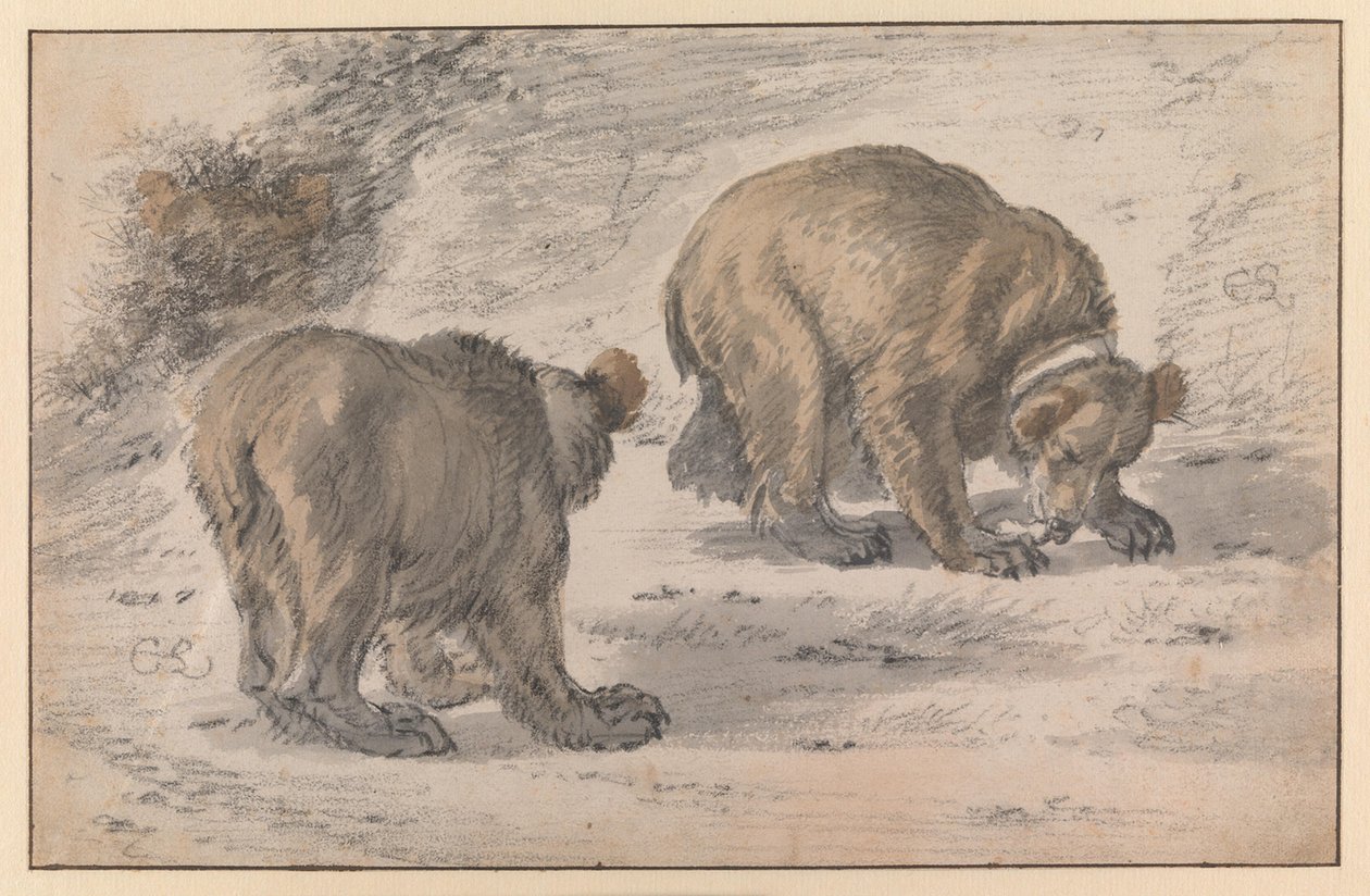 Een beer in verschillende houdingen door Cornelis Saftleven