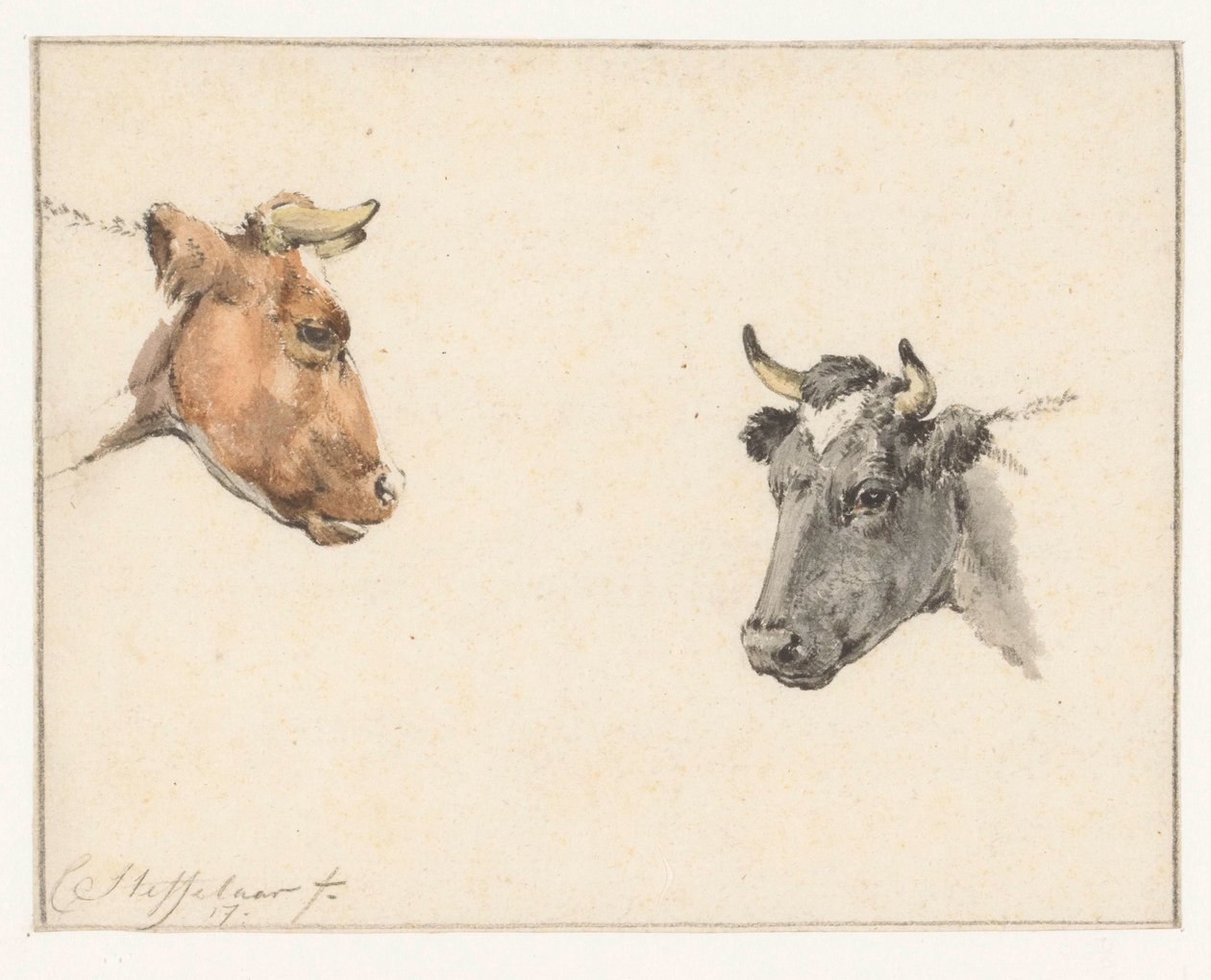 Studieblad met twee koeienkoppen door Cornelis Steffelaar
