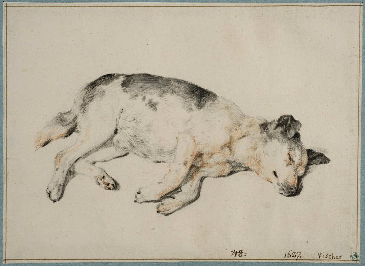 Studie van een slapende hond door Cornelis Visscher