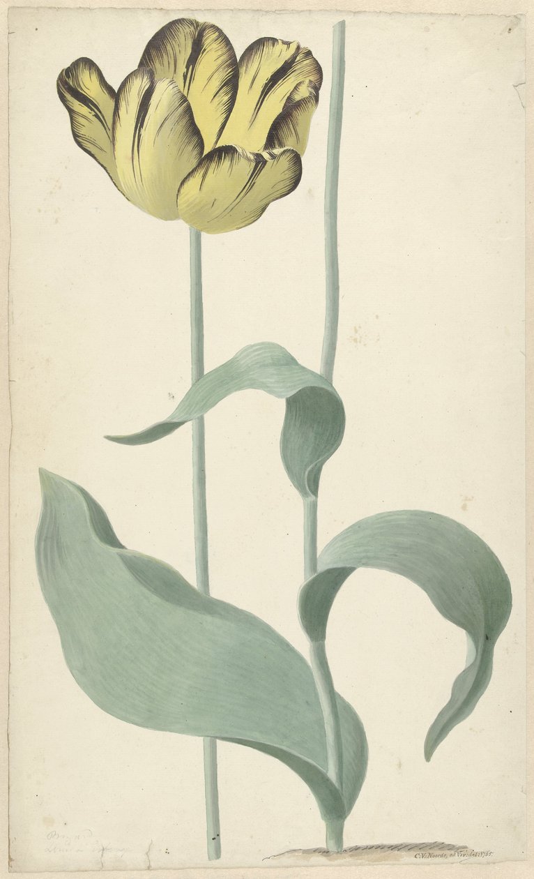 De tulp Bizard Louis d