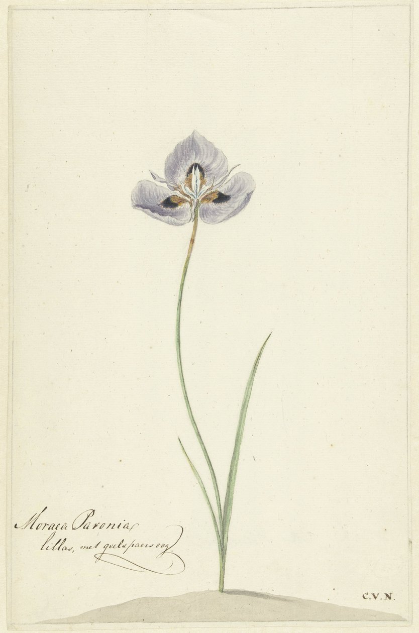 Iris door Cornelis van Noorde