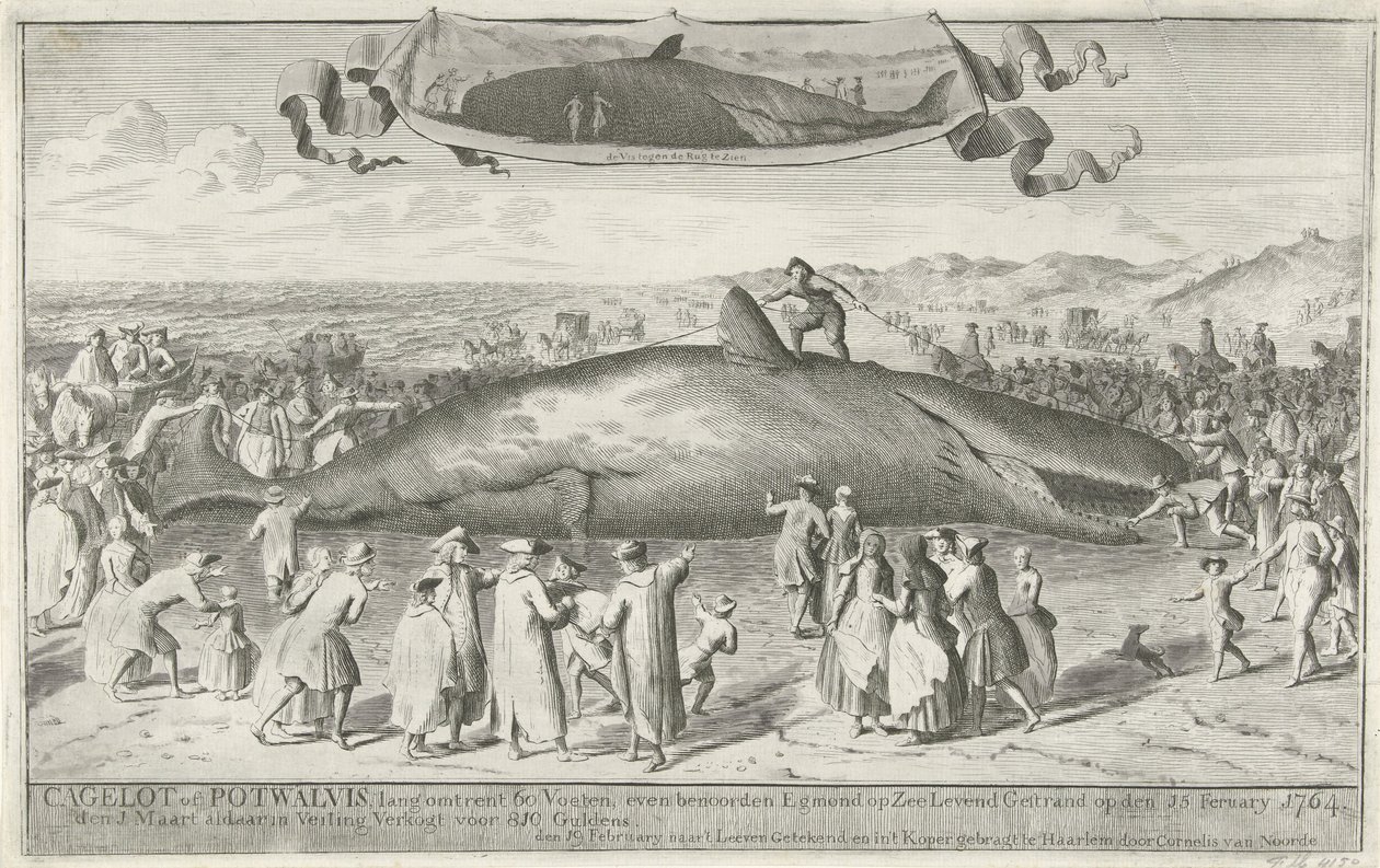 Potvis gestrand bij Egmond aan Zee, 1764 door Cornelis van Noorde