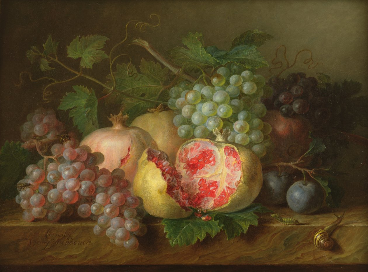 Stilleven van granaatappels, druiven en pruimen op een marmeren richel (paneel) door Cornelis van Spaendonck