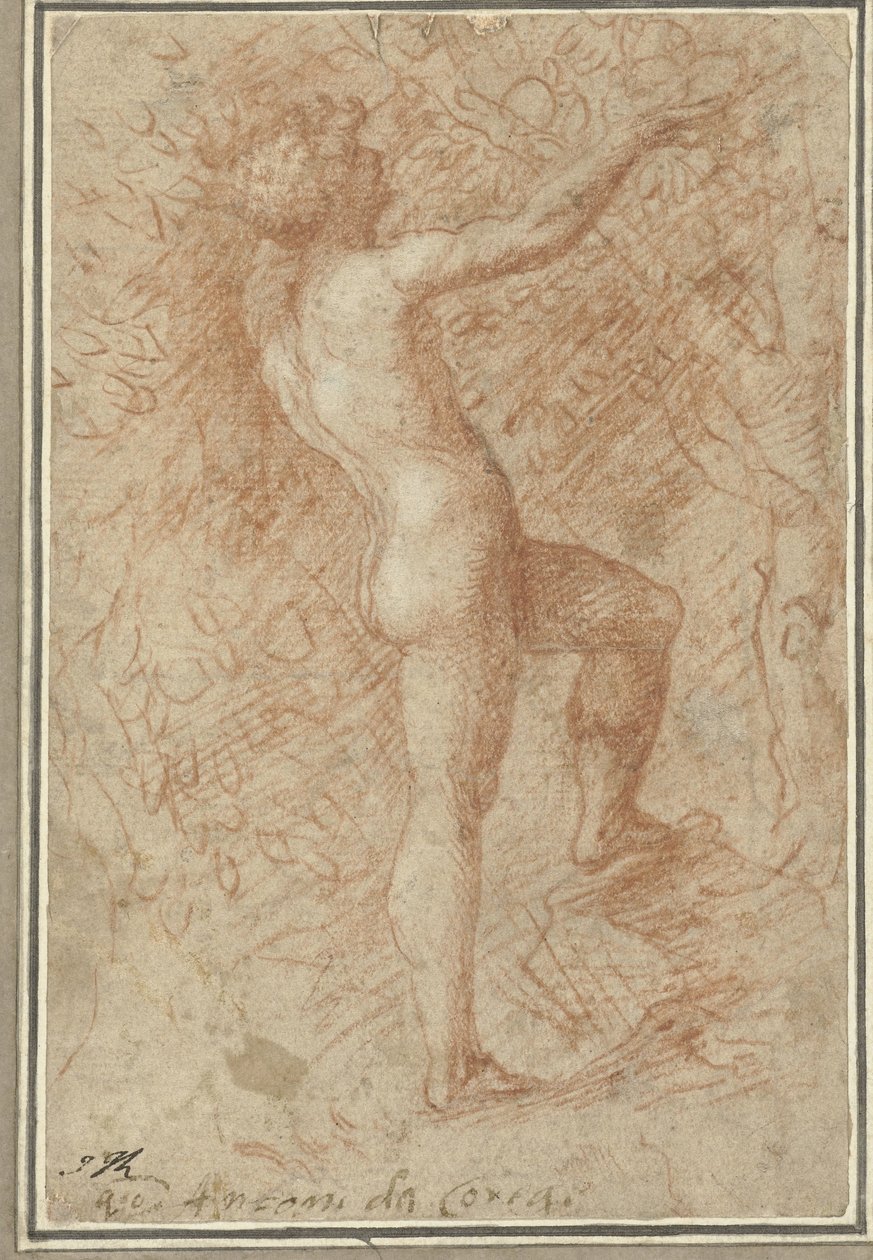 Adam plukt de appel van de boom door Correggio