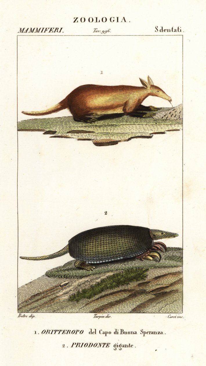 Aardvarken en reuzenmiereneter door Corsi Corsi
