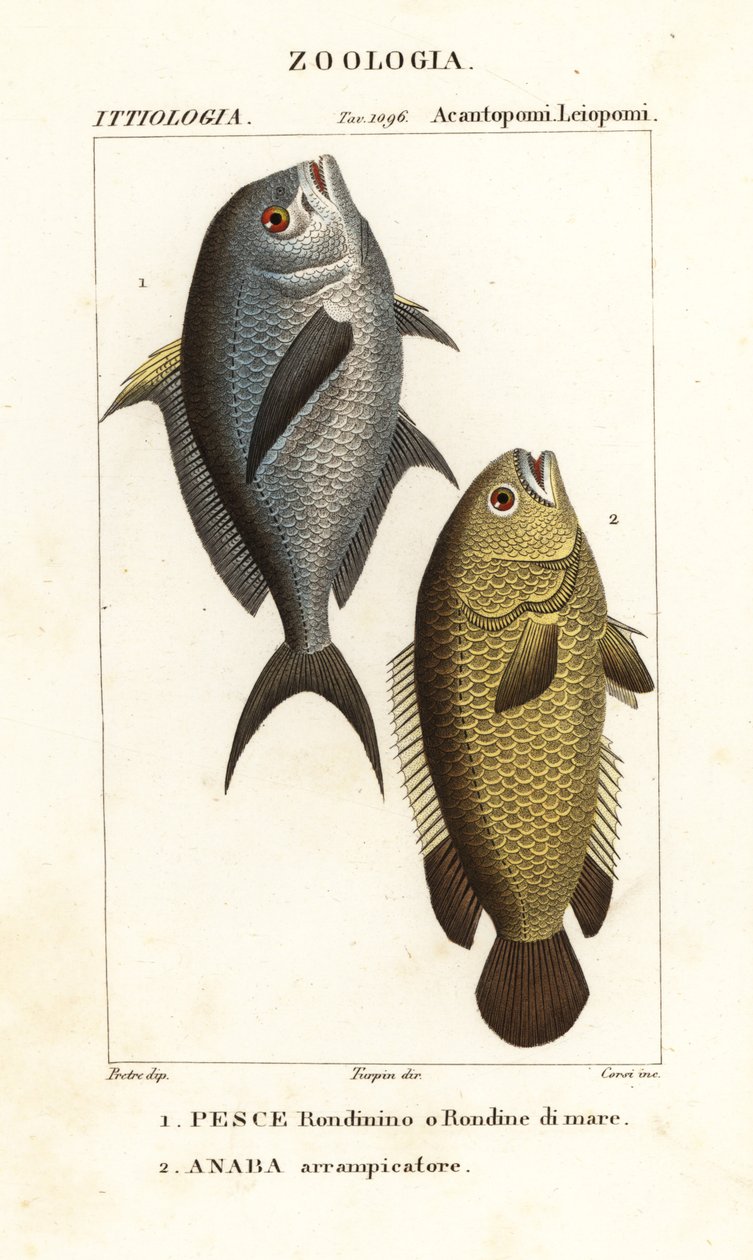 Juffervis, Chromis chromis 1, en klimmende baars, Anabas testudineus 2 door Corsi Corsi
