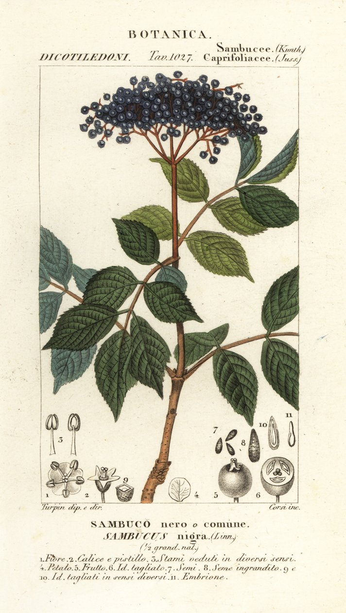 Europese zwarte vlierbes, Sambucus nigra door Corsi Corsi