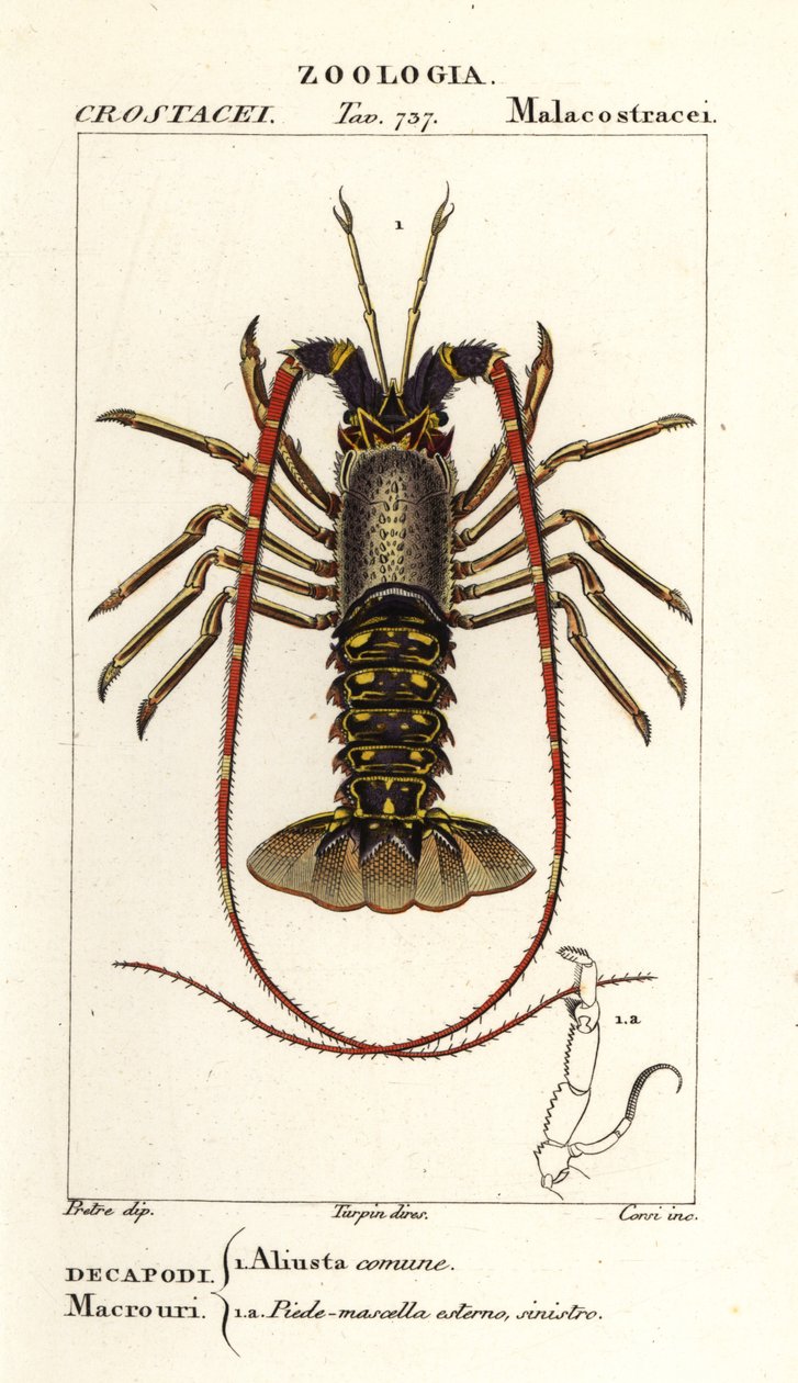 Europese langoest, Palinurus elephas door Corsi Corsi