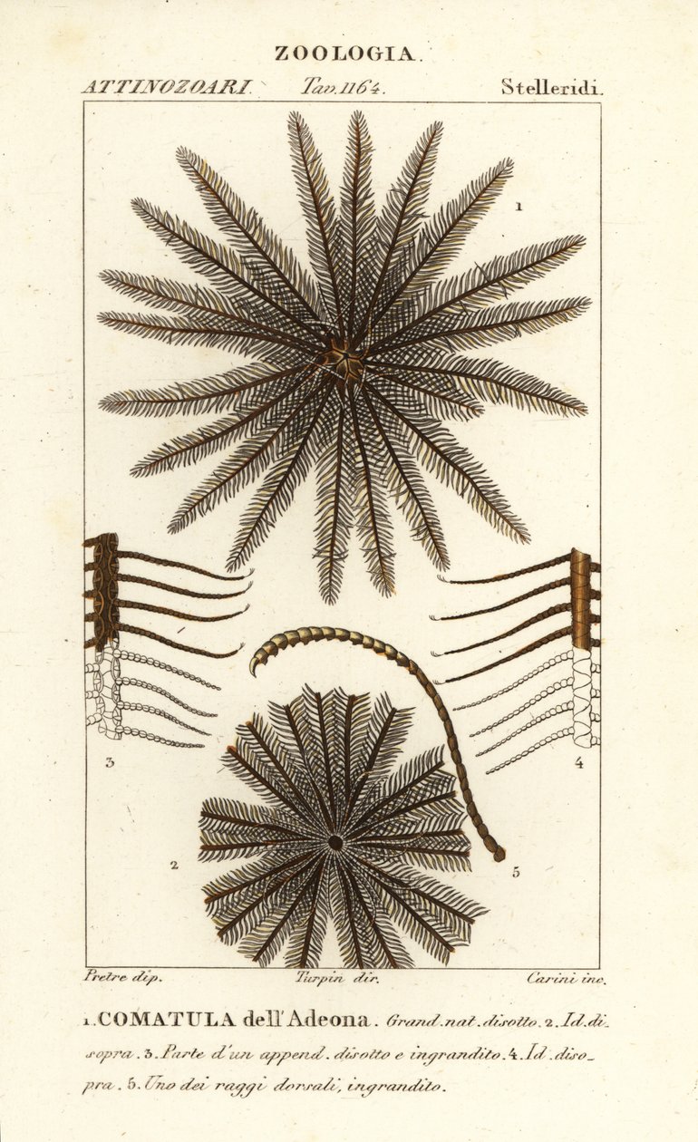 Veerster crinoïde, Oligometrides adeonae, Comatula adeonae door Corsi Corsi