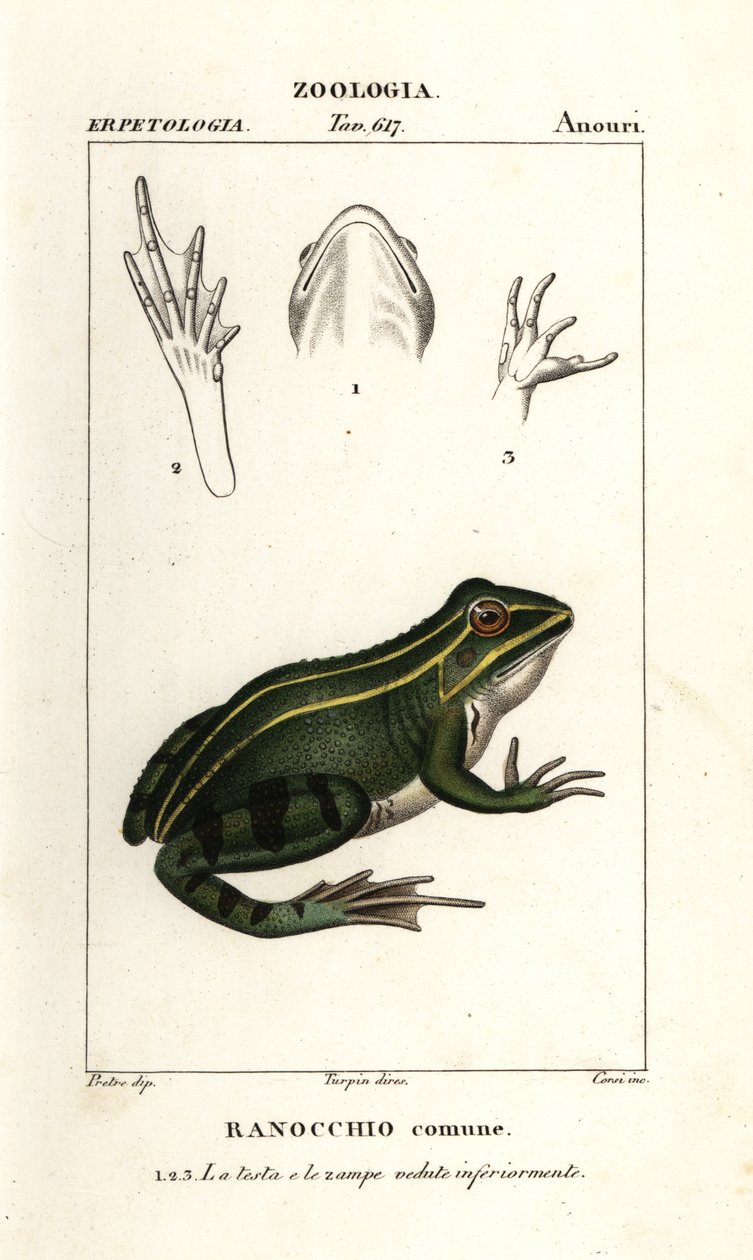Groene kikker, Pelophylax kl esculentus door Corsi Corsi