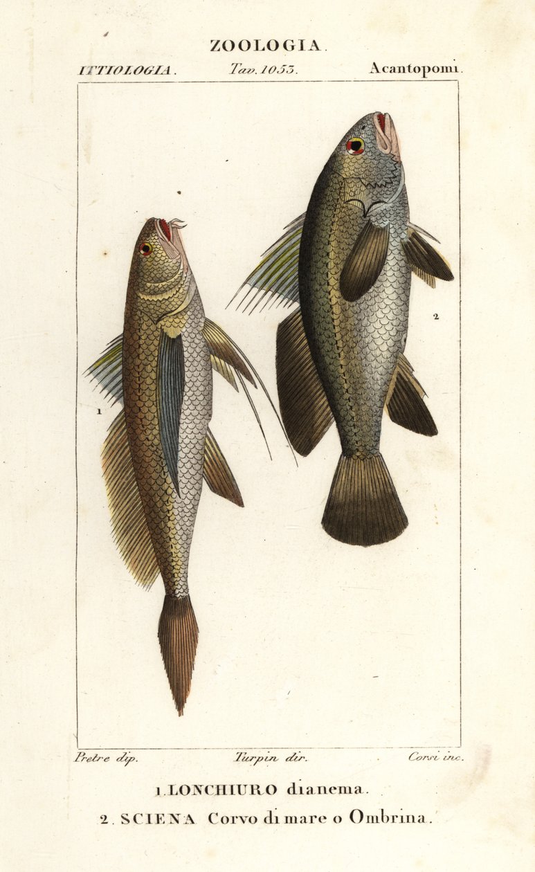 Langstaart knorvis, Lonchurus lanceolatus 1 en meagre, knorvis, steenbaars, schaduwvis, Argyrosomus regius 2 door Corsi Corsi