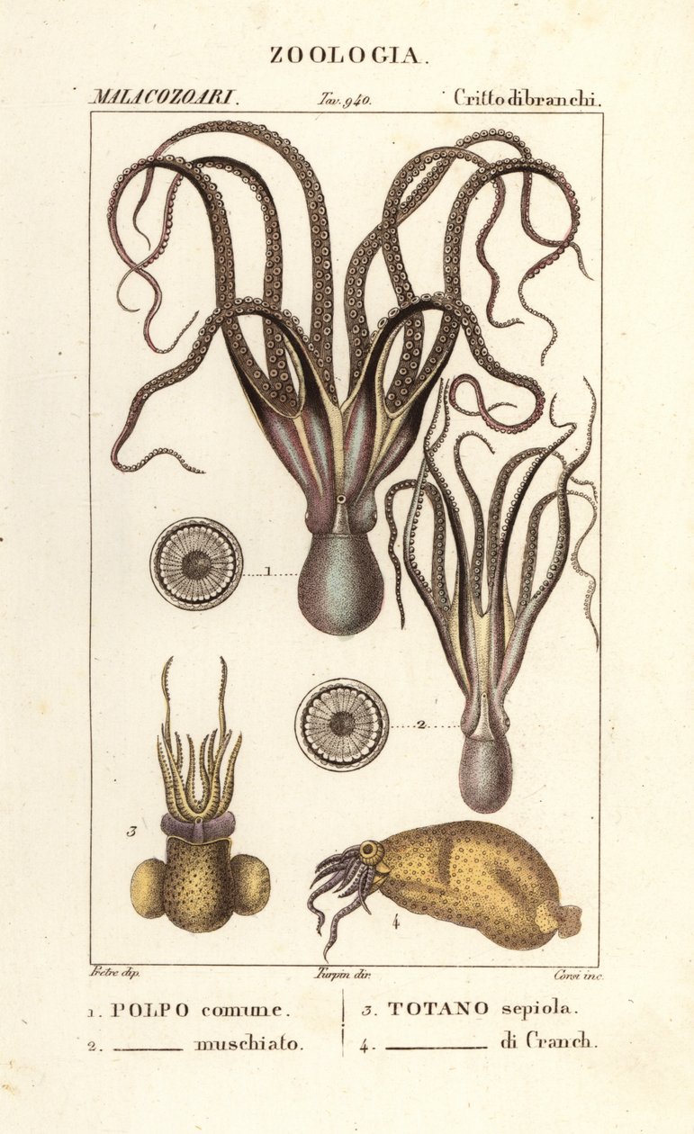 Octopus en inktvissoorten door Corsi Corsi