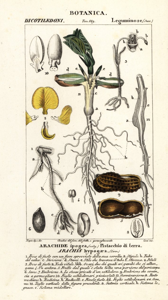 Pinda of aardnoot, Arachis hypogaea door Corsi Corsi
