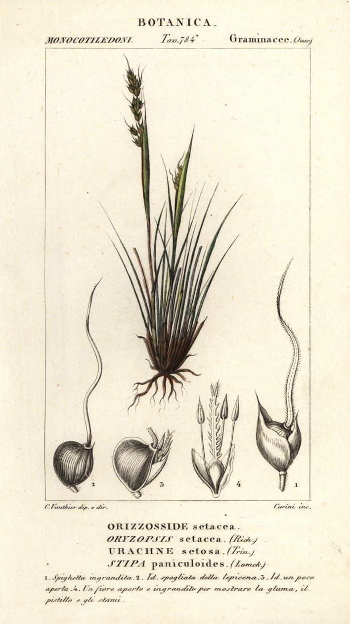 Speergras, Piptochaetium panicoides door Corsi Corsi