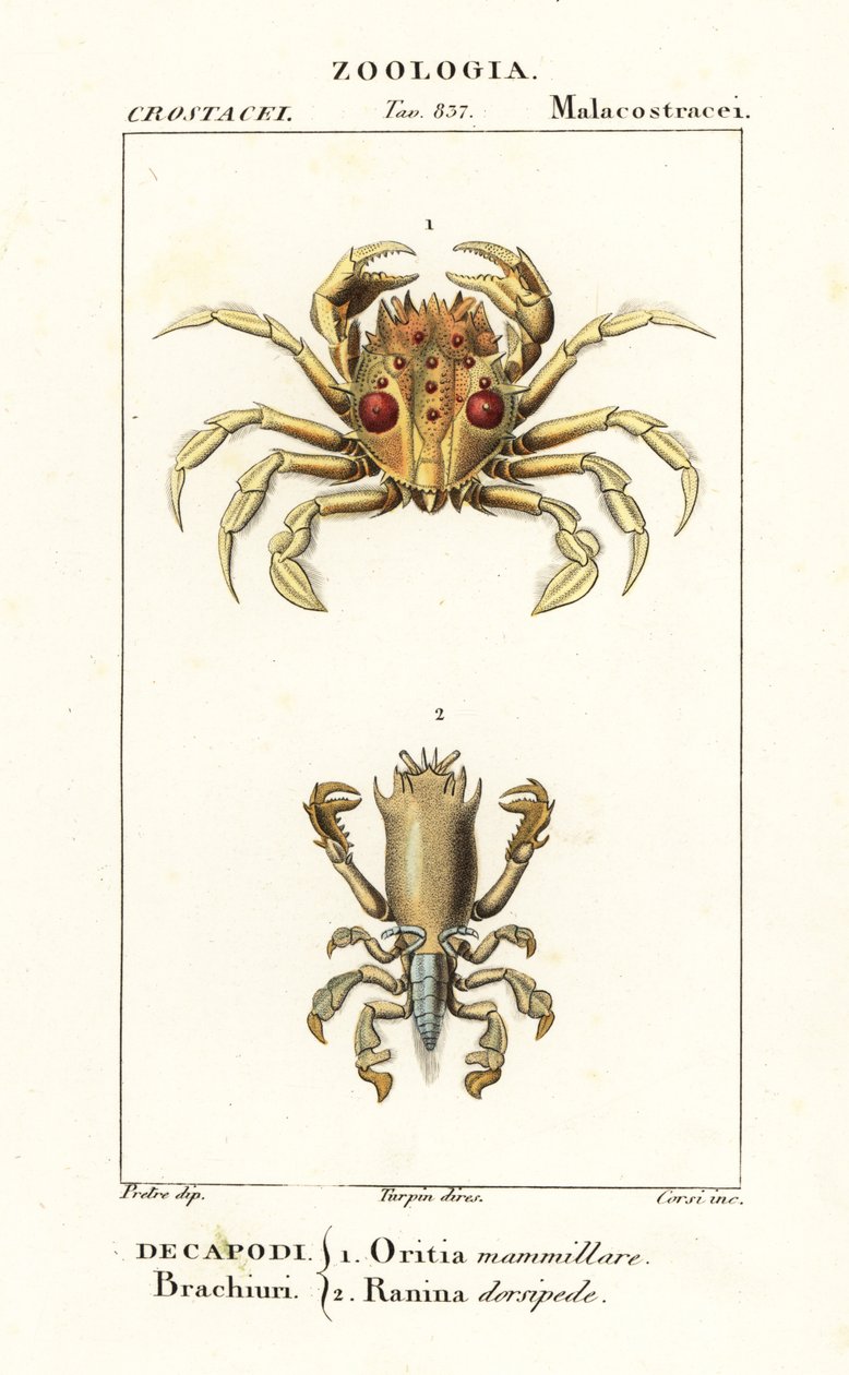 Tijgerkrab en kikkerkrab door Corsi Corsi