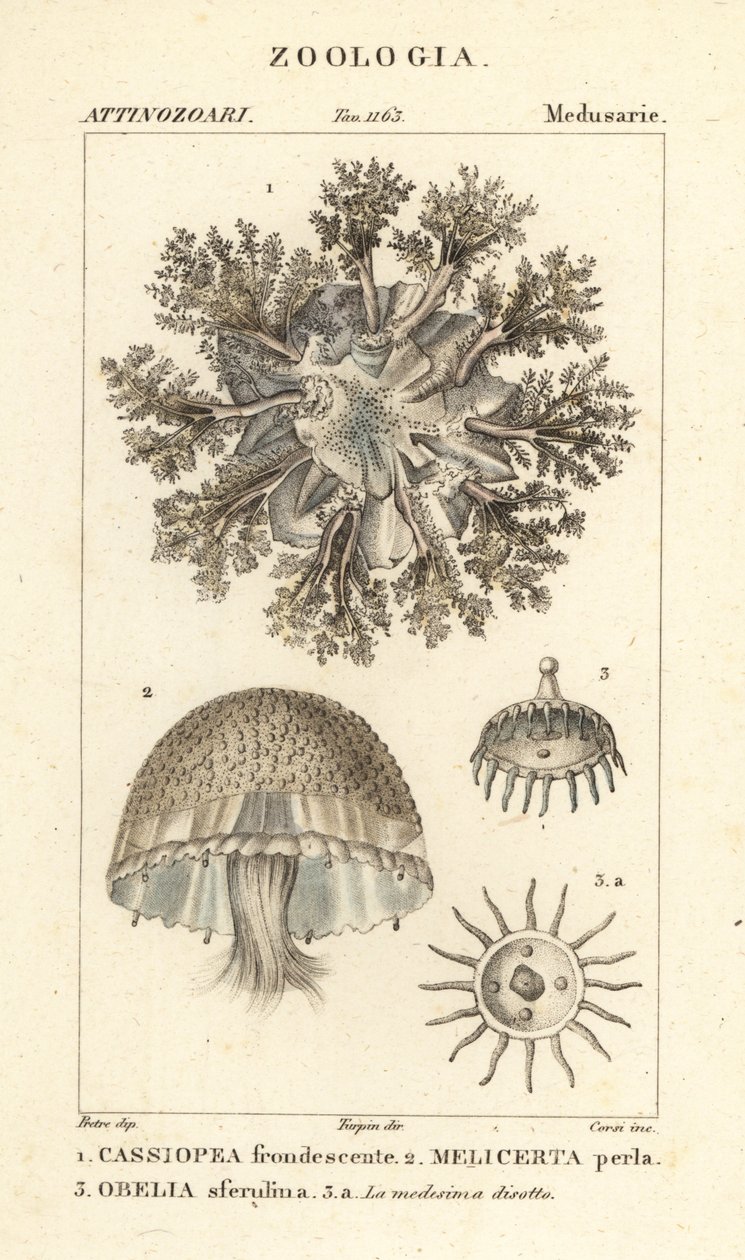 Ondersteboven kwallen, Cassiopea frondosa, Melicertum soorten en obelia poliep door Corsi Corsi