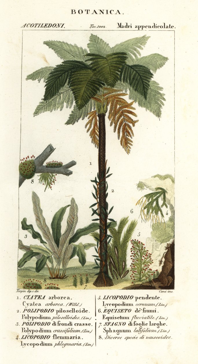 West-Indische boomvaren, Cyathea arborea, wijnstokvaren, Microgramma piloselloides, sierlijke varen, Niphidium crassifolium, grove kwastvaren, Huperzia phlegmaria, hertshoornclubmos, Lycopodiella cernua, waterpaardenstaart door Corsi Corsi