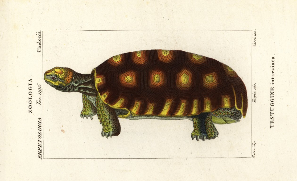 Geelvoet schildpad of Braziliaanse reuzenschildpad, Chelonoidis denticulatus Testudo tabulata Testuginne intarsiata door Corsi Corsi