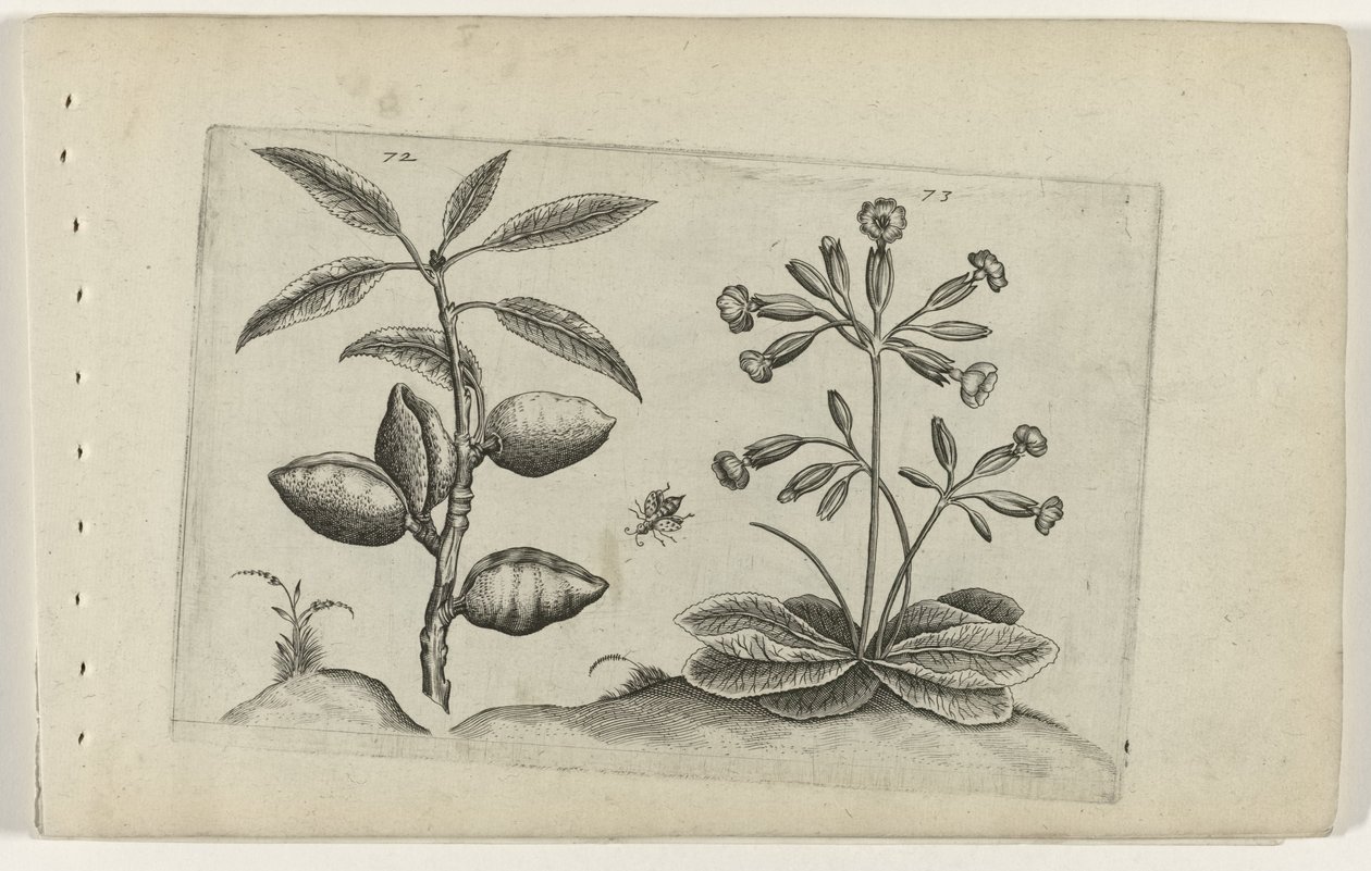 Amandelboom en gulden sleutelbloem door Crispijn van de Passe (I) (attributed to)