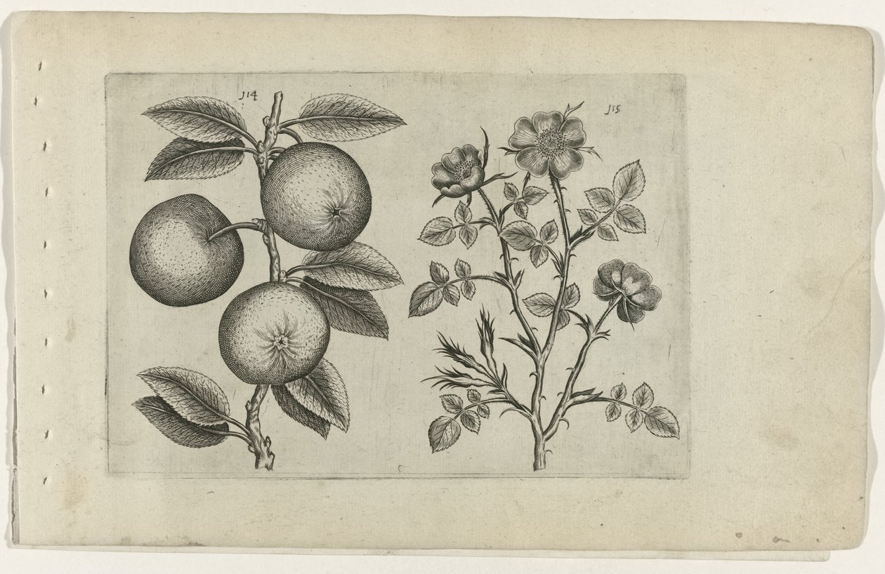 Appel en hondsroos (Cognoscite lilia) door Crispijn van de Passe (I) (attributed to)