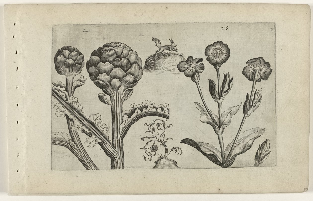 Artisjok en prikneus (Cognoscite lilia) door Crispijn van de Passe (I) (attributed to)