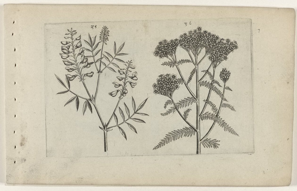 Boswikke en duizendblad door Crispijn van de Passe (I) (attributed to)
