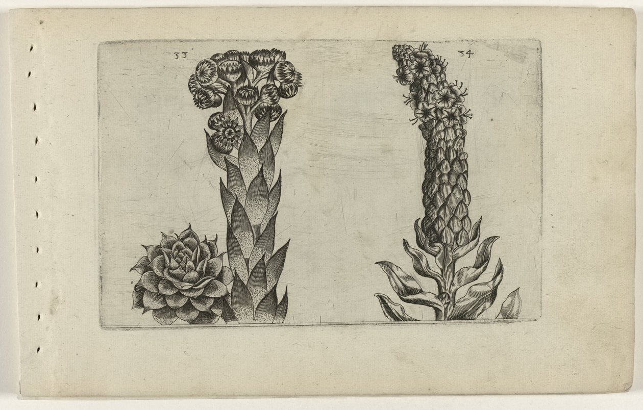 Donderblad en koningskaars (Cognoscite lilia) door Crispijn van de Passe (I) (attributed to)