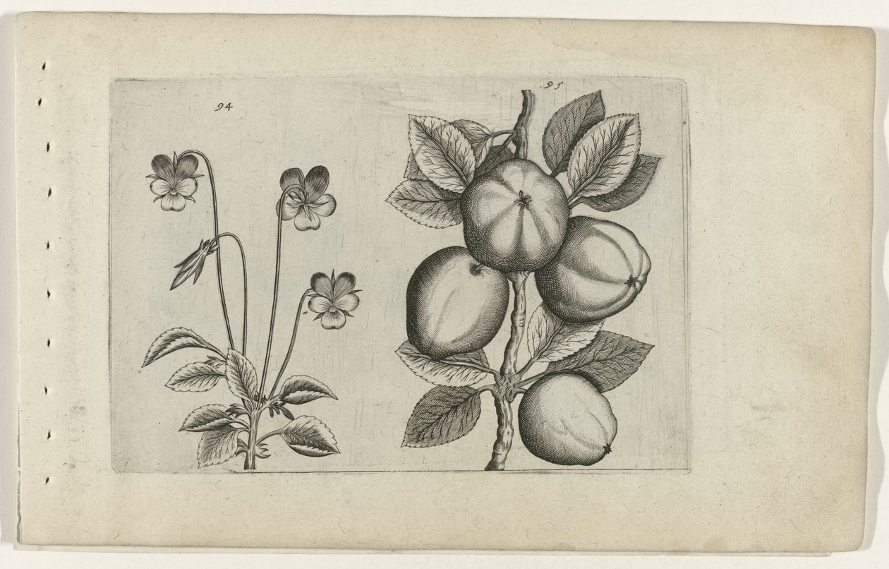 Driekleurig viooltje en appel Cognoscite lilia door Crispijn van de Passe (I) (attributed to)