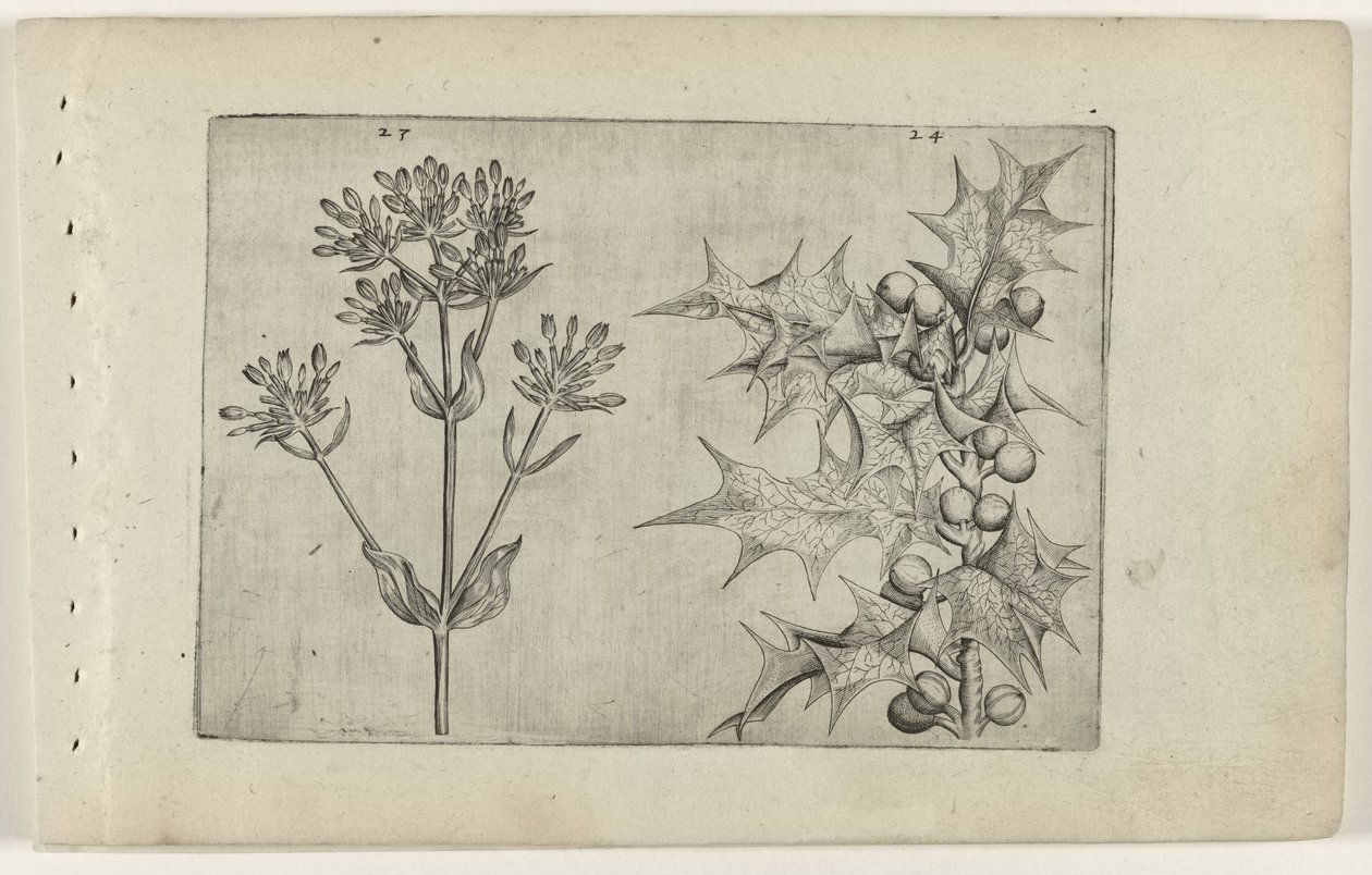 Duizendguldenkruid(?) en hulst door Crispijn van de Passe (I) (attributed to)