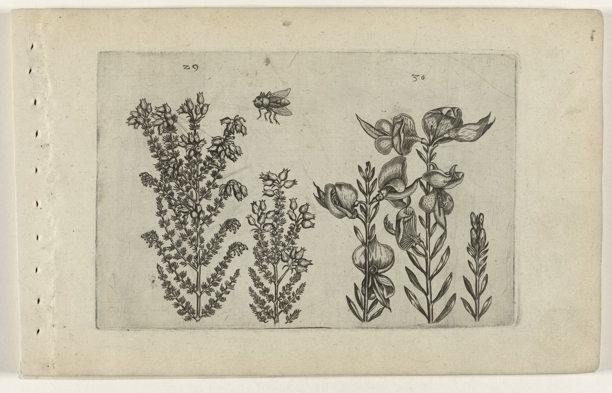 Gewone dopheide en bezemstruik (Cognoscite lilia) door Crispijn van de Passe (I) (attributed to)