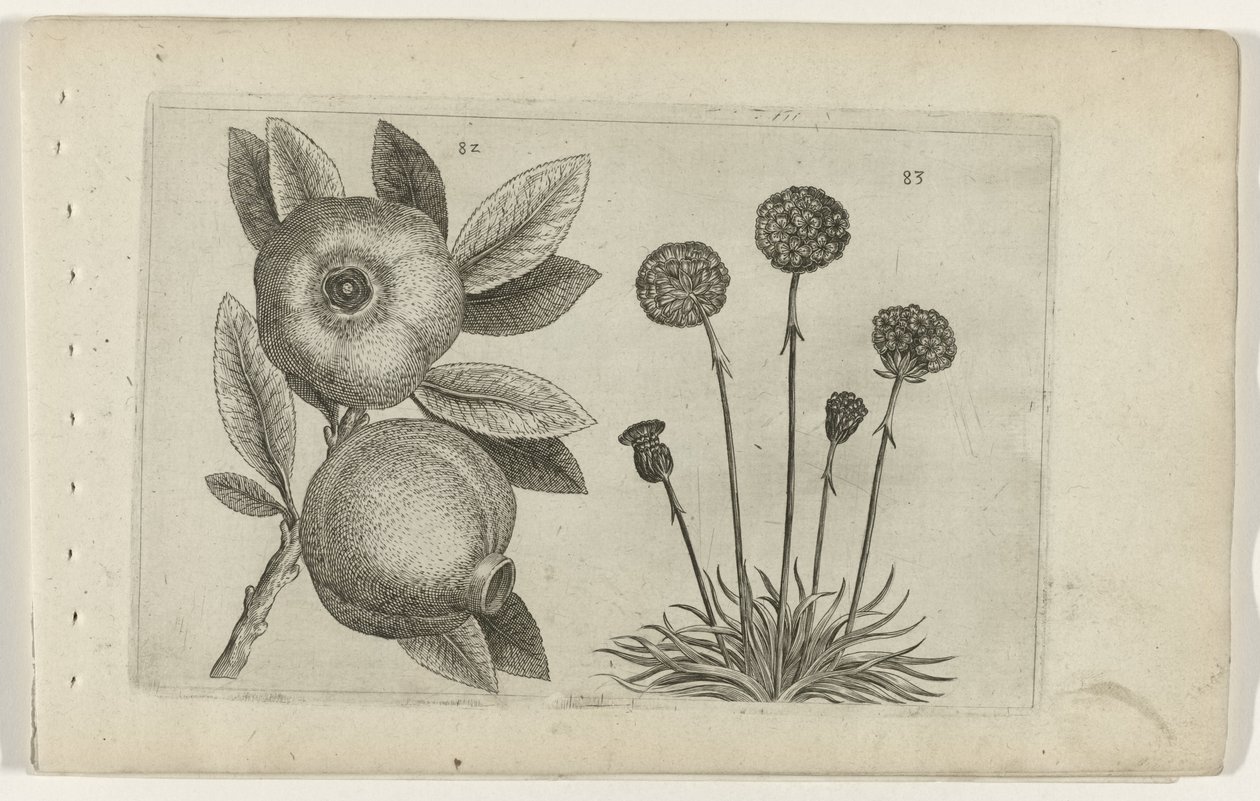 Granaatappel en Engels gras door Crispijn van de Passe (I) (attributed to)