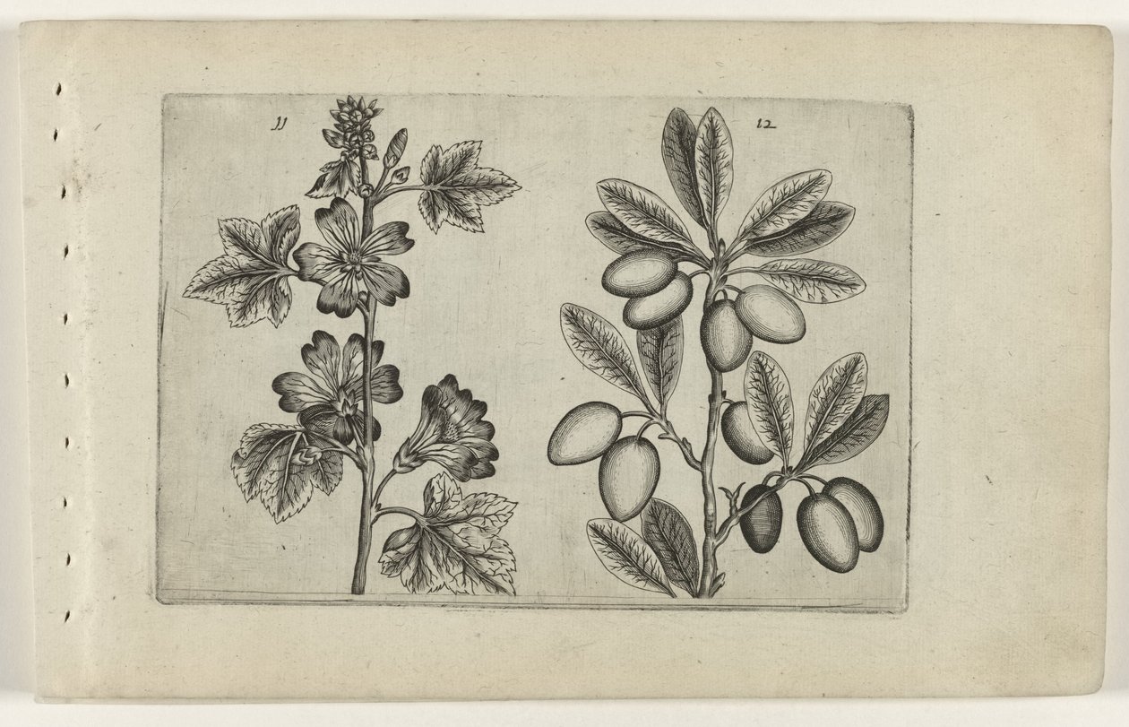 Groot kaasjeskruid en olijfboom (Cognoscite lilia) door Crispijn van de Passe (I) (attributed to)