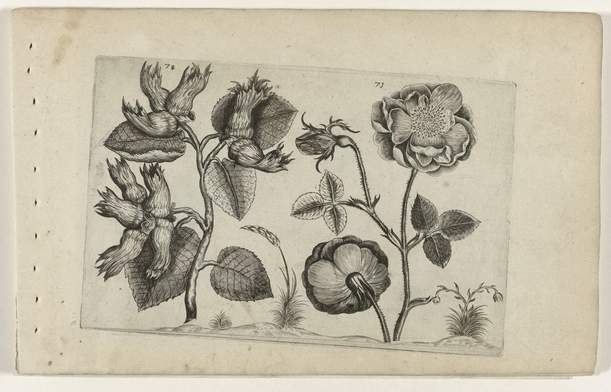 Hazelaar en roos door Crispijn van de Passe (I) (attributed to)