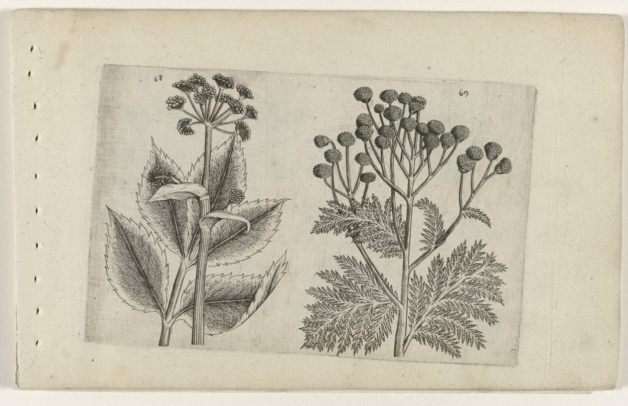 Hertswortel en boerenwormkruid door Crispijn van de Passe (I) (attributed to)