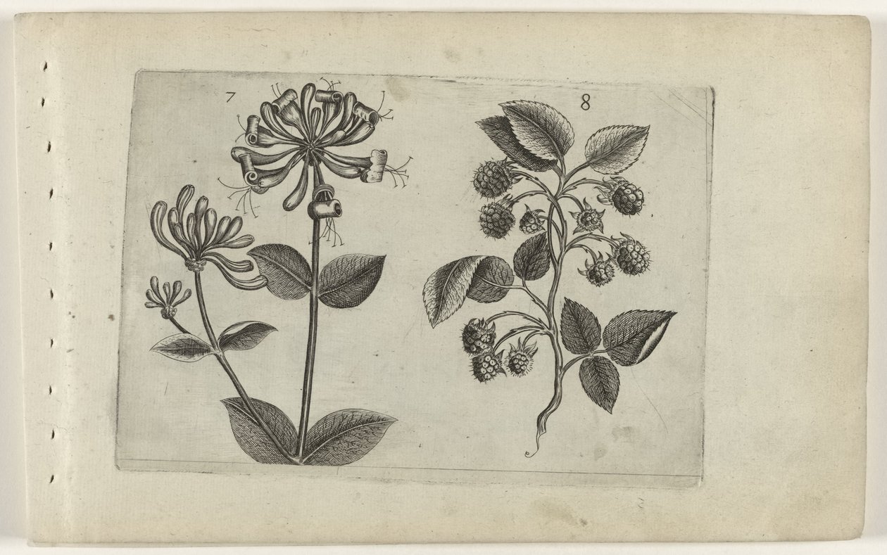 Kamperfoelie en framboos door Crispijn van de Passe (I) (attributed to)
