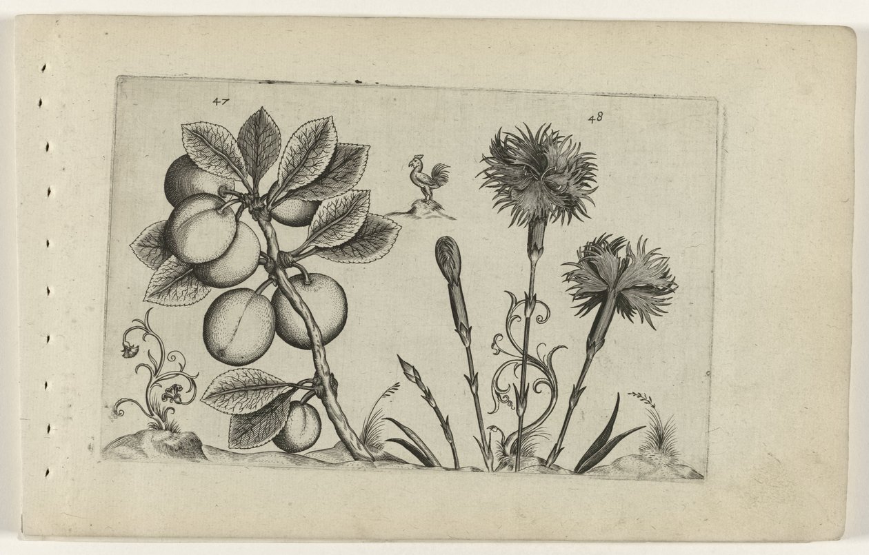 Kerspruim en tuinanjer door Crispijn van de Passe (I) (attributed to)