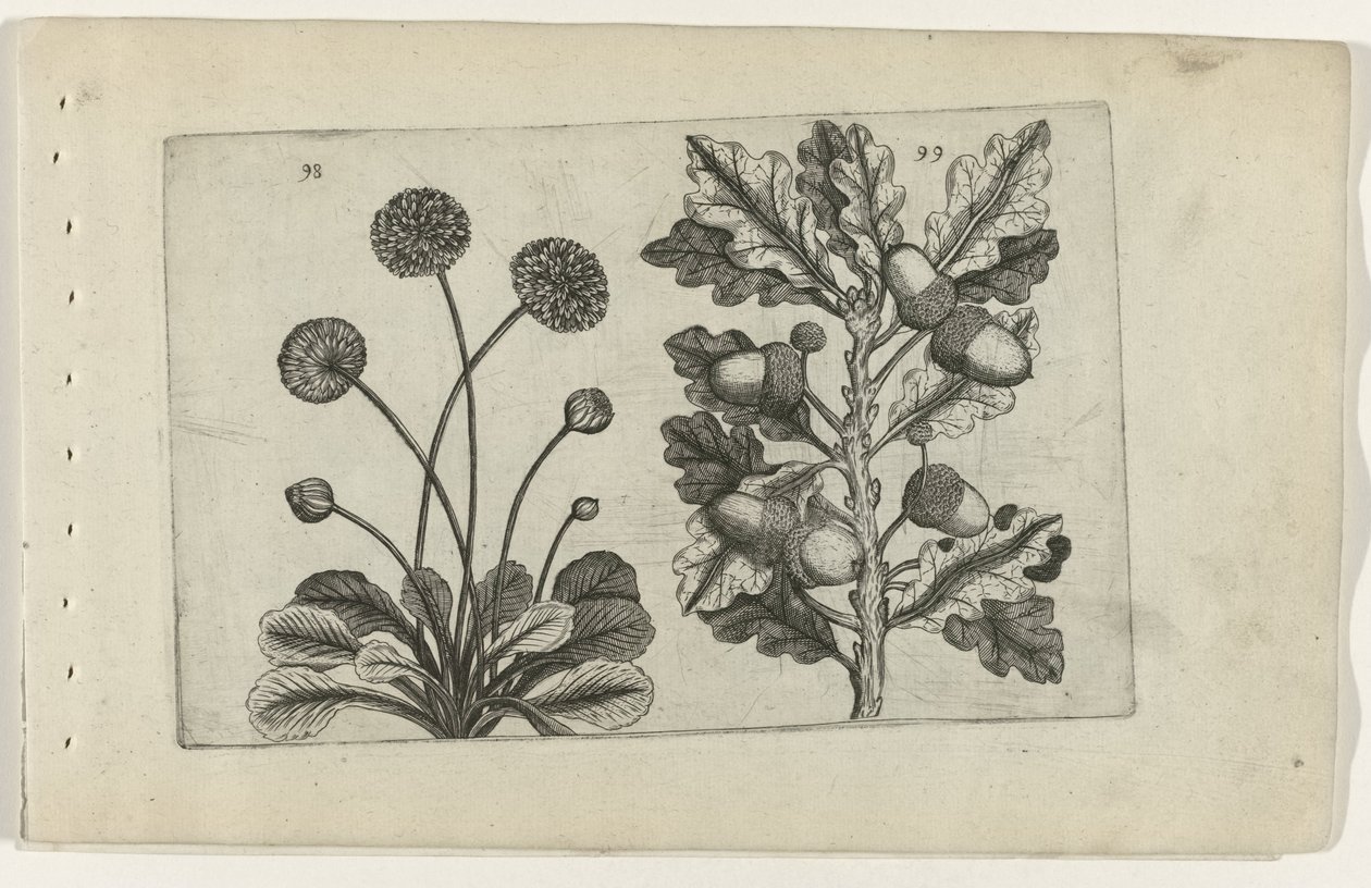Madeliefje en zomereik door Crispijn van de Passe (I) (attributed to)